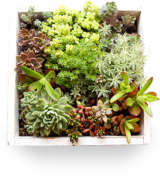 Taniku Me Petit Succulents 長崎発 多肉植物で癒しを 寄せ植え写真や増やし方 育て方を紹介 販売も